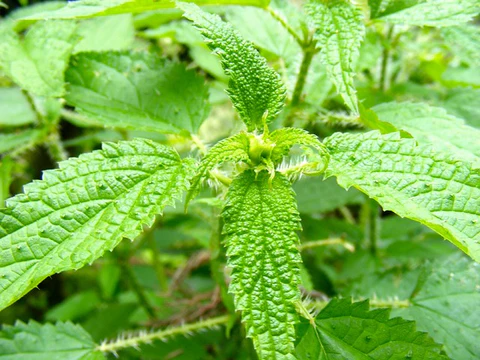 Organic Nettle Leaf