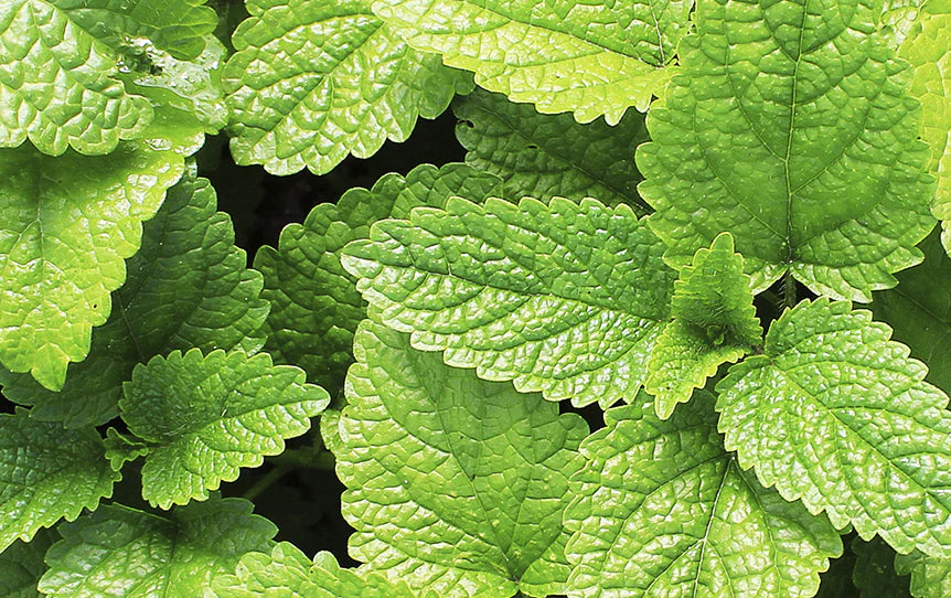 Organic Peppermint Leaf