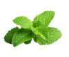 Organic Peppermint Leaf