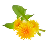 Organic Dandelion Leaf