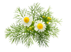 Organic Chamomile