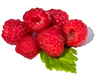 Organic Raspberry Leaf