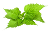 Organic Nettle Leaf