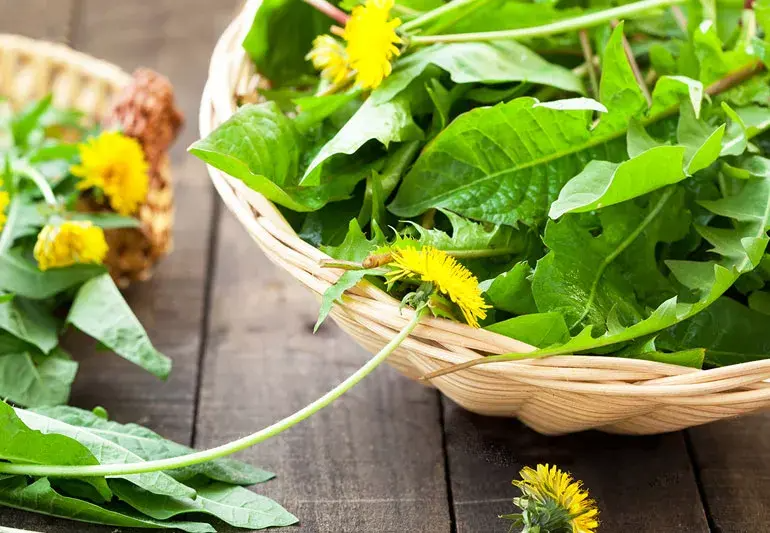 Organic Dandelion Leaf