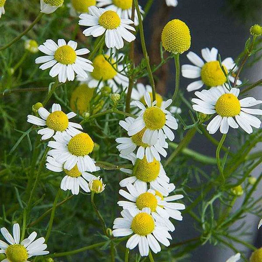 Organic Chamomile