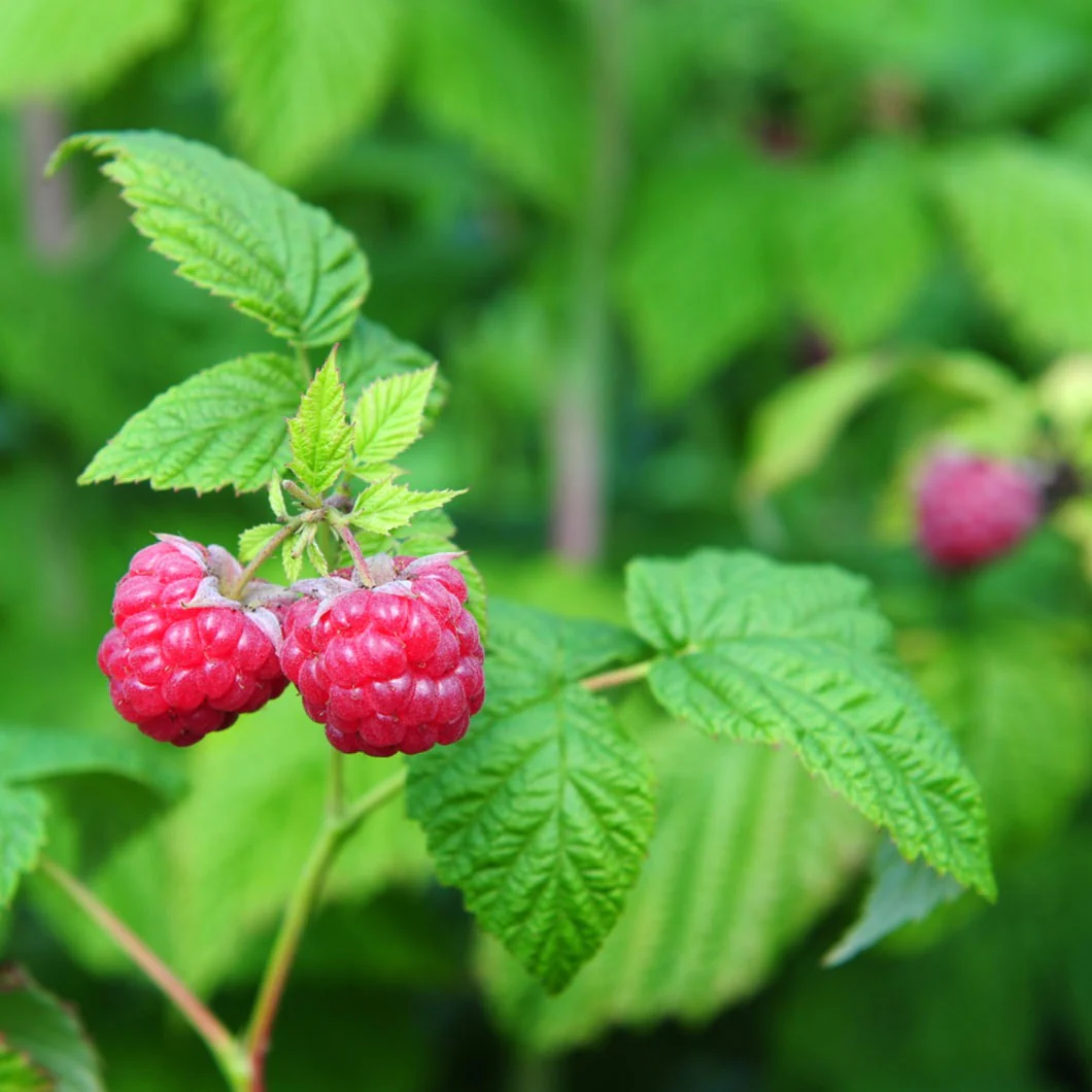 Organic Raspberry Leaf